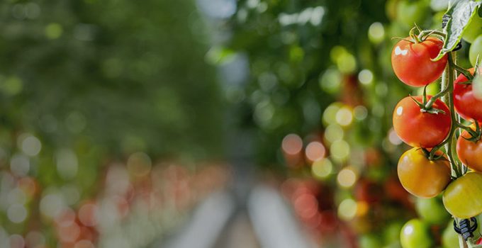 Are Most Horticultural Lighting Systems Optimised for Plants or for Specification Sheets?