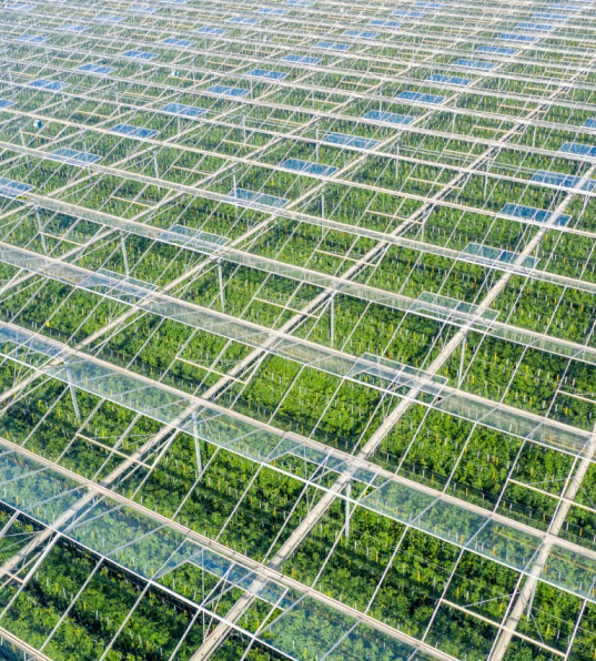 greenhouses aerial