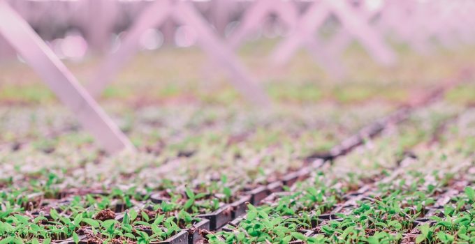 Bloem’s Customisable Lighting Chosen for San Antonio’s Innovative New High-tech Indoor Organic Farm