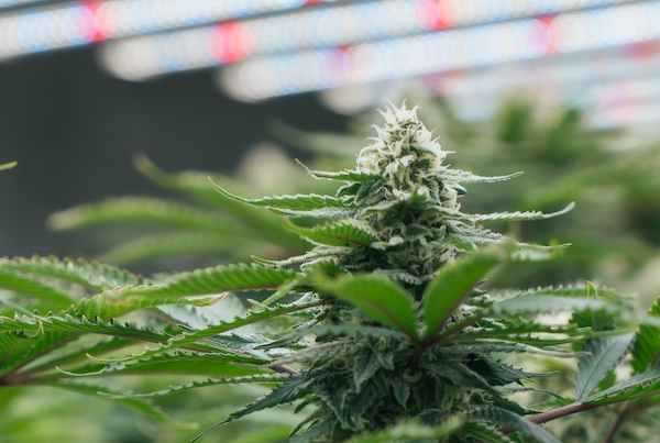 cannabis flower