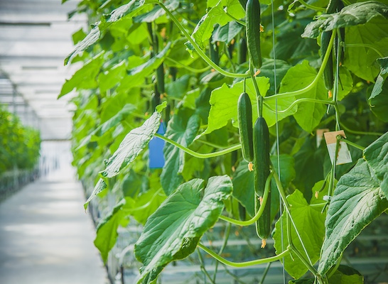 cucumber greenhouse