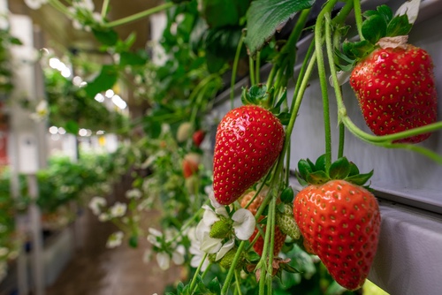 strawberries indoor