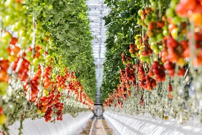 tomato greenhouse