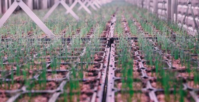Understanding of How the Quantity and Quality of Light Impacts Plant Yield, Nutritional Content, and Growth Cycles