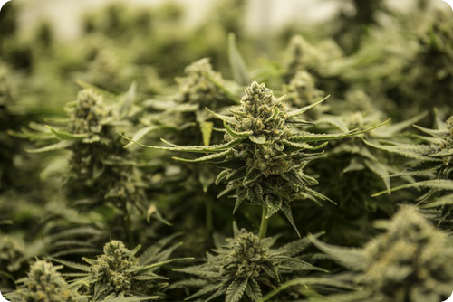 cannabis flowers