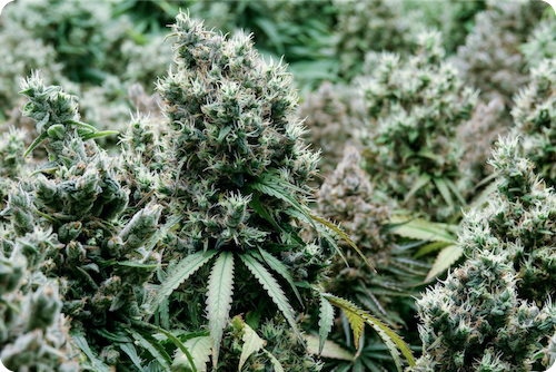 cannabis flowers
