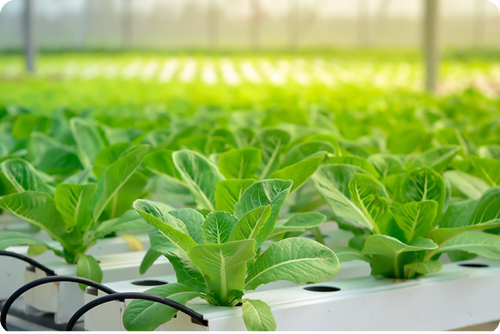 indoor farm