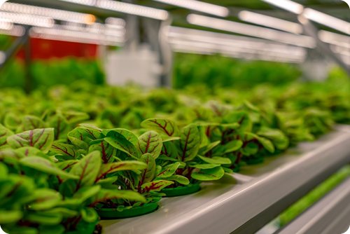 indoor farm