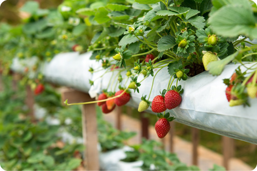 strawberry indoor cultivation