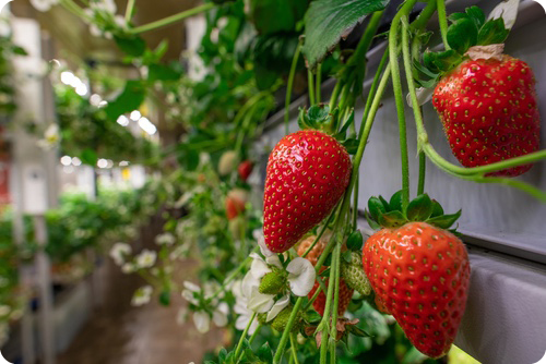 strawberry indoor cultivation