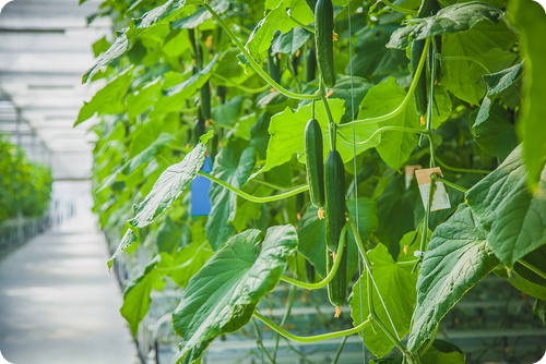 cucumber greenhouse