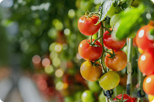 tomato greenhouse