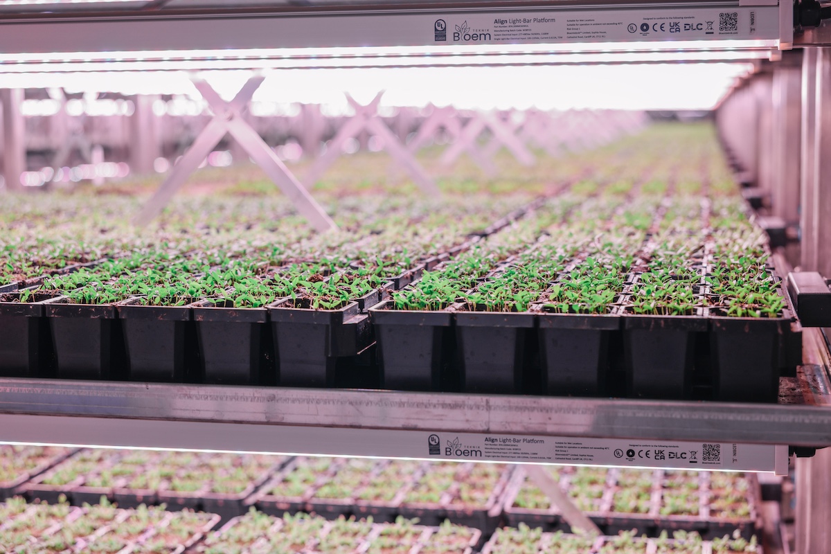 soli organic led lights