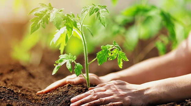 agriculture sustainability