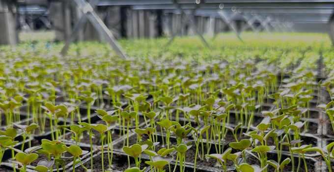 Bloemteknik and Ecopromt Join Forces to Deliver Customised Lighting Solutions for Vertical Farm Operators