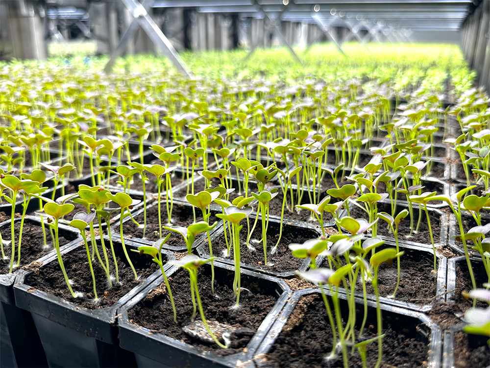 bloemteknik ecopromt