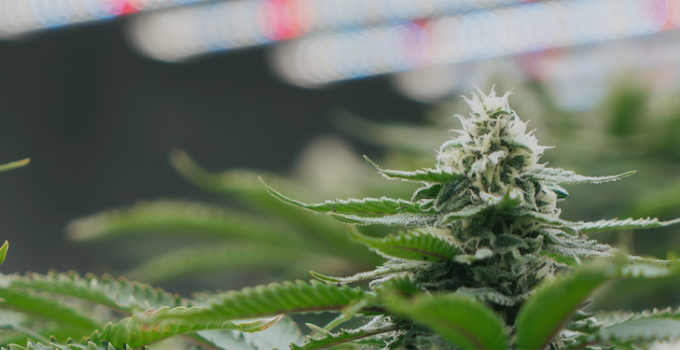 Lighting 101: The Importance of Green Wavelengths within Photosynthetically Active Radiation