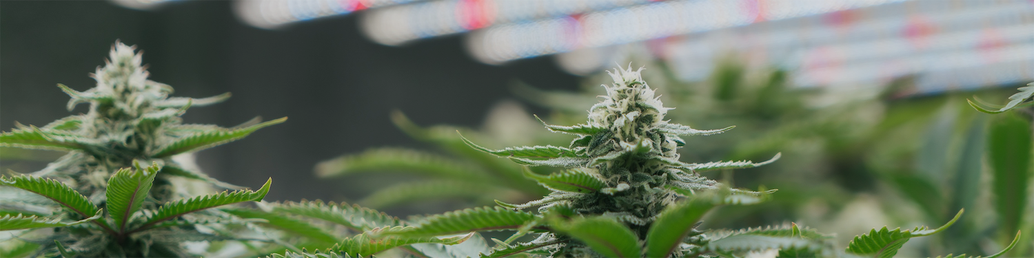 cannabis led lights