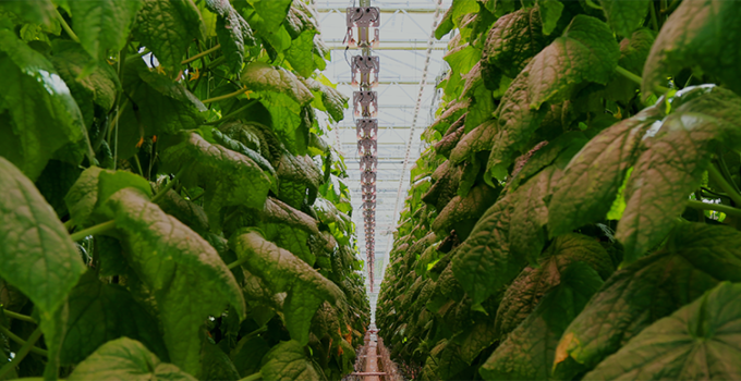 Lighting 101: Dimming LEDs in Controlled Environment Agriculture (CEA) Applications