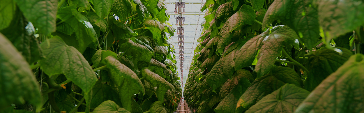 bloemteknik greenhouse