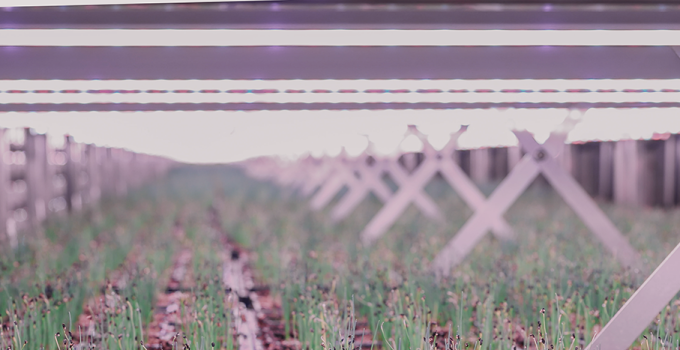 Lighting 101: Understanding the Role of Far-Red Light in Plant Growth and Development