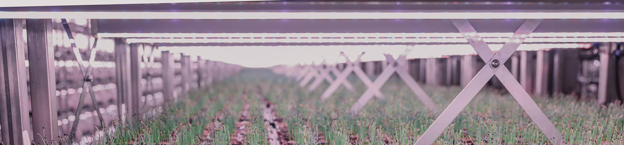 led lights soli organic