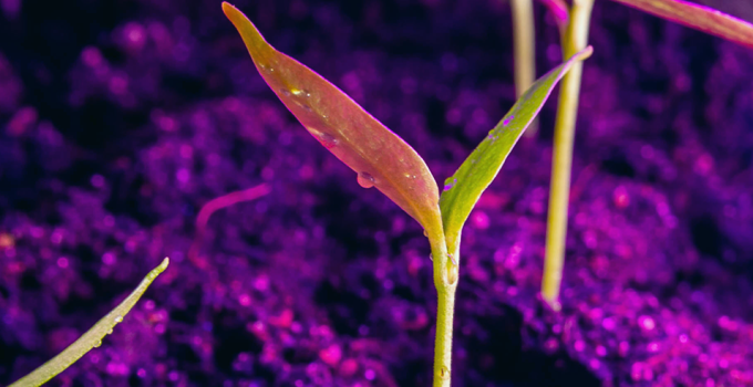 Lighting 101: Exploring the Role of UV Light in Horticultural Lighting