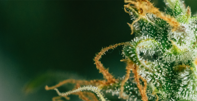 Bloemteknik Unveils Precision Lighting Solutions for Medicinal Cannabis Cultivation