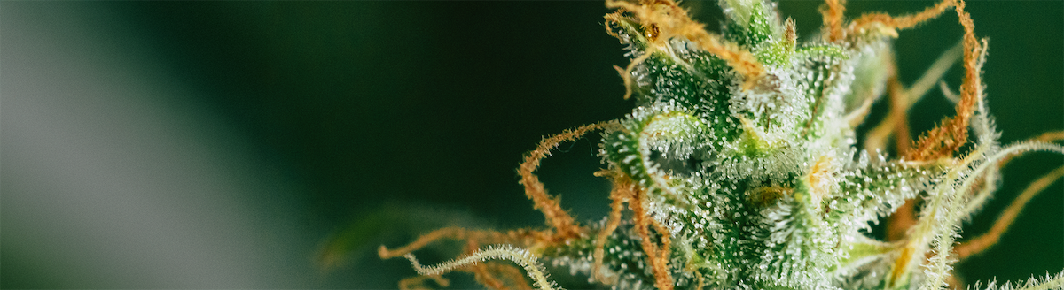 cannabis plant