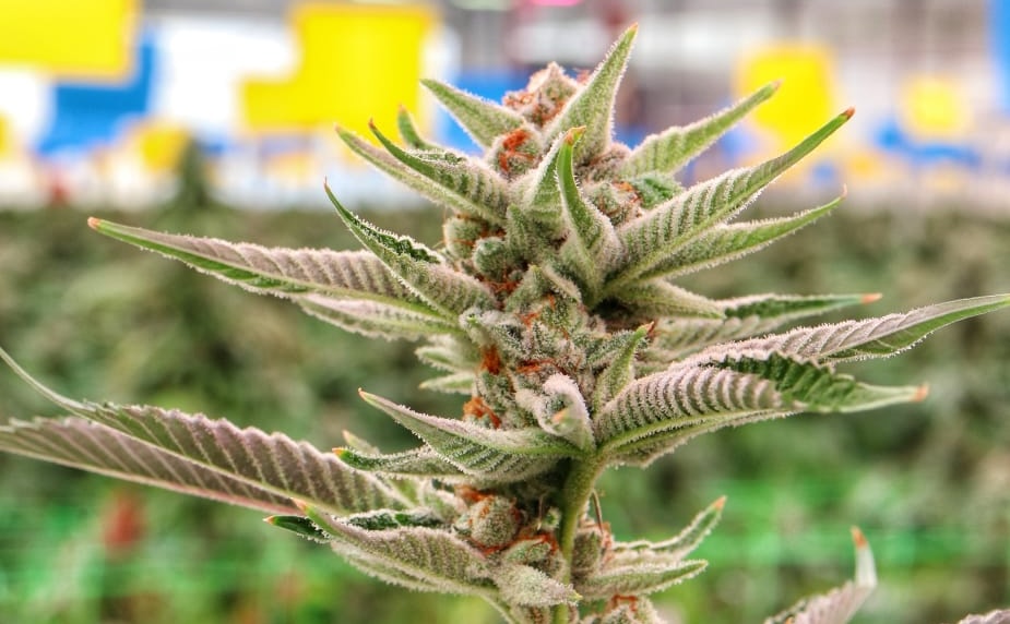 cannabis flower