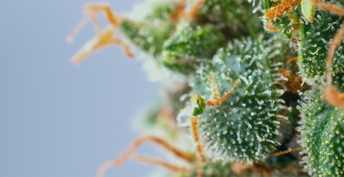 Linneo Health Selects Bloemteknik to Power Next-Generation Medicinal Cannabis Cultivation