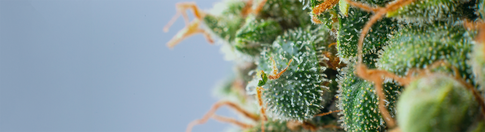cannabis flower trichomes