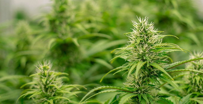 Bloemteknik Joins Forces with Cannabreeze to Enhance Cannabis Yields with Advanced Lighting Solutions