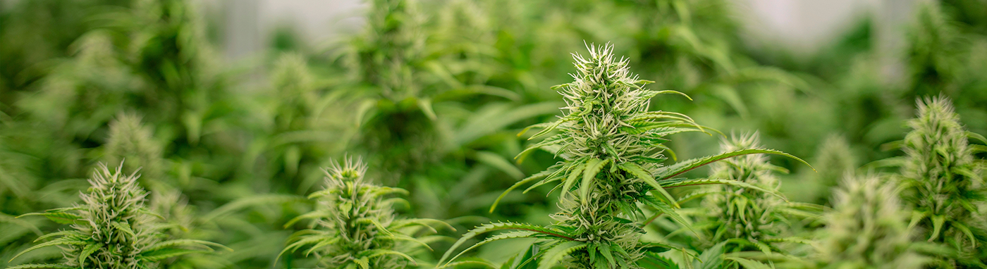 cannabis linneo bloemteknik