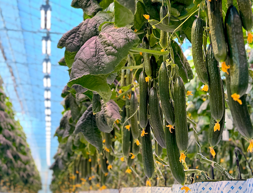 cucumber LEDs