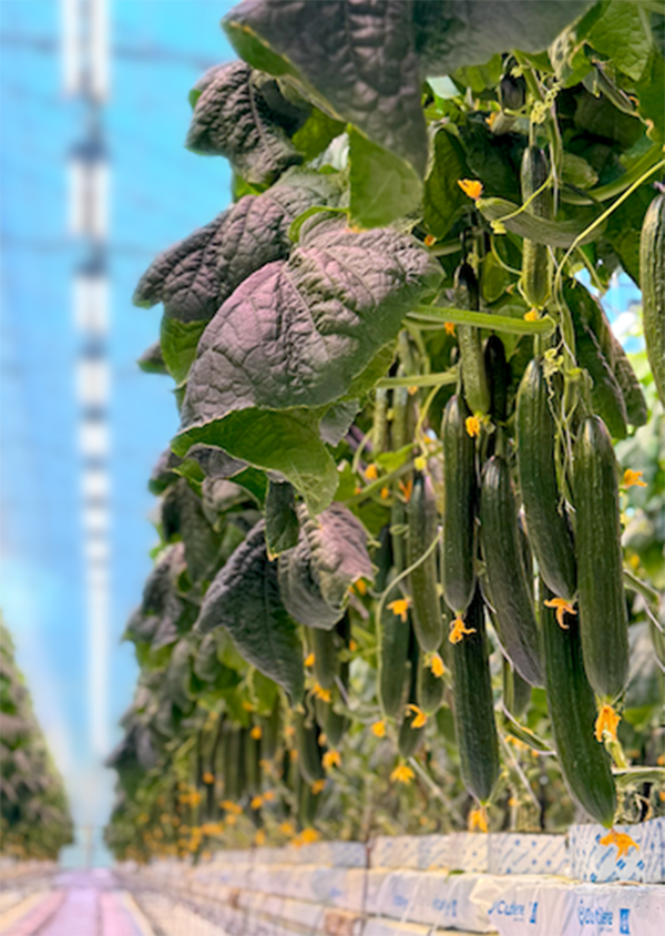 cucumber LEDs