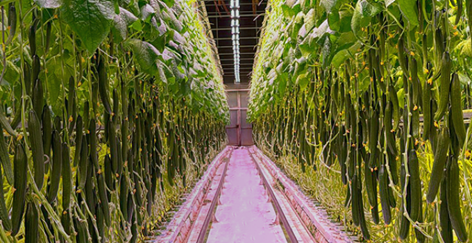 Bloemteknik Launches a Fully Adjustable, Multi-Channel LED Platform for High-Wire Crop Cultivation