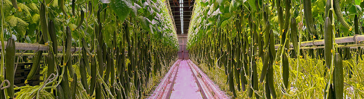 cucumber LEDs