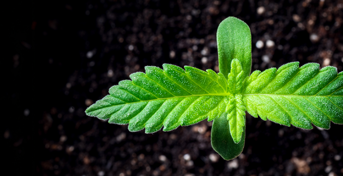 Cannabis Cultivation – Grower Questions We Get All The Time
