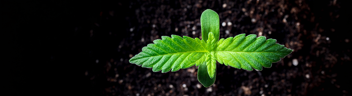 cannabis seedling