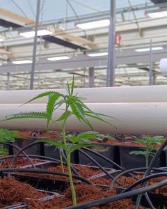 cannabis