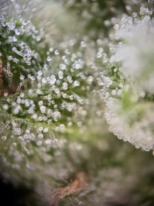 trichomes