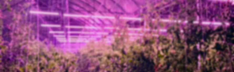 eden project bloemteknik
